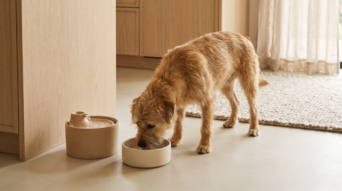 A dog drinking from a ceramic water bowl beside a pet water fountain on a pale kitchen floor