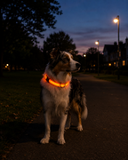 GlowGuard LED Safety Collar by Scooth Pet