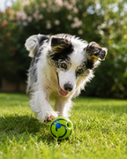 GigglePaw Giggle Ball by Scooth Pet